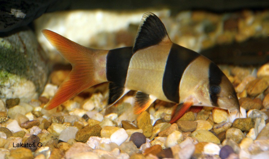 Chromobotia Macracanthus 4