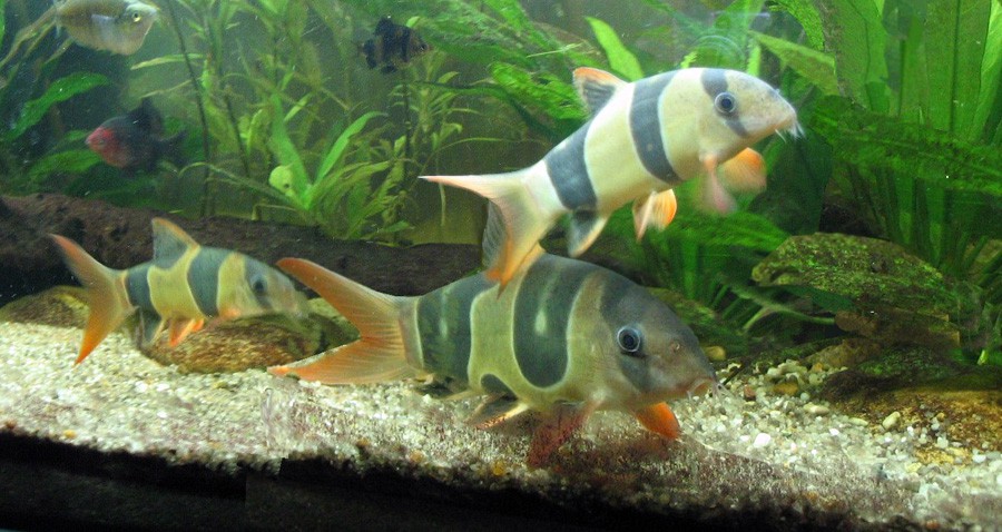 Chromobotia Macracanthus 5