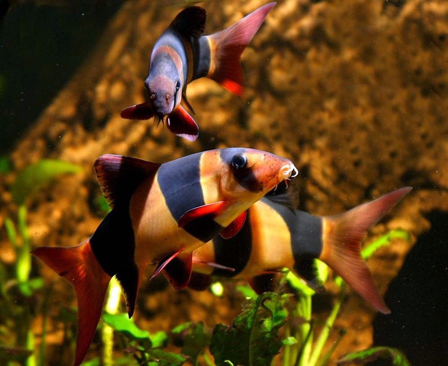 Chromobotia Macracanthus 6