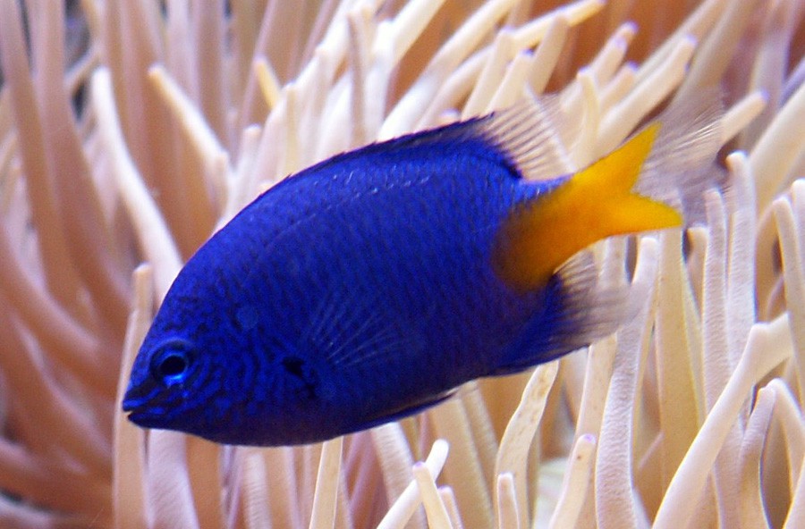 Doncella Amarilla