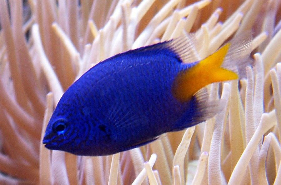 Doncella Amarilla