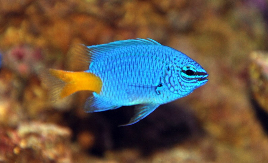 Chrysiptera Parasema 3