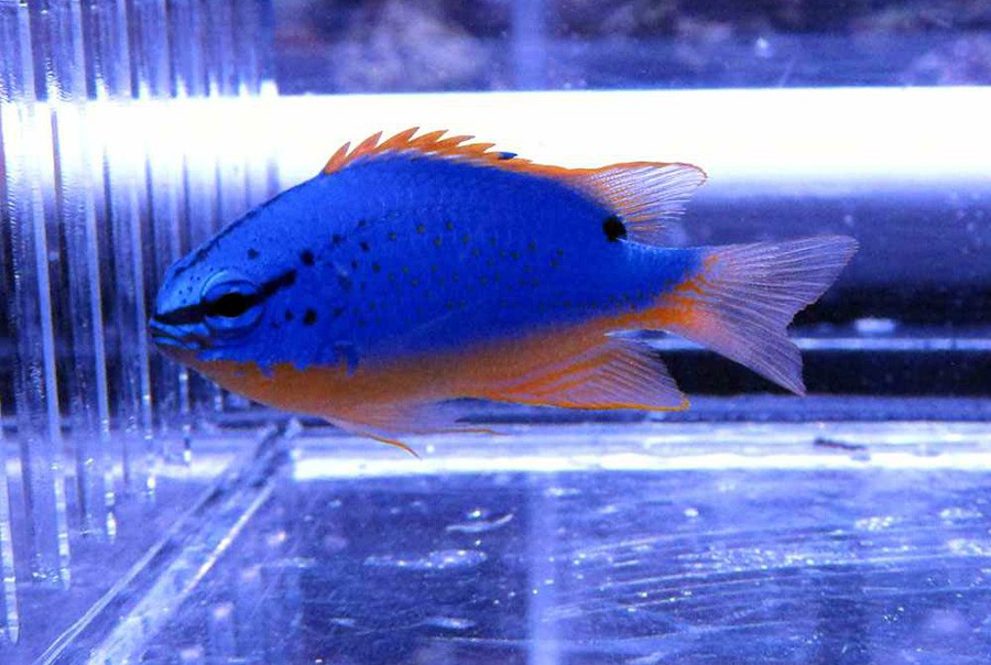 Chrysiptera Parasema 4