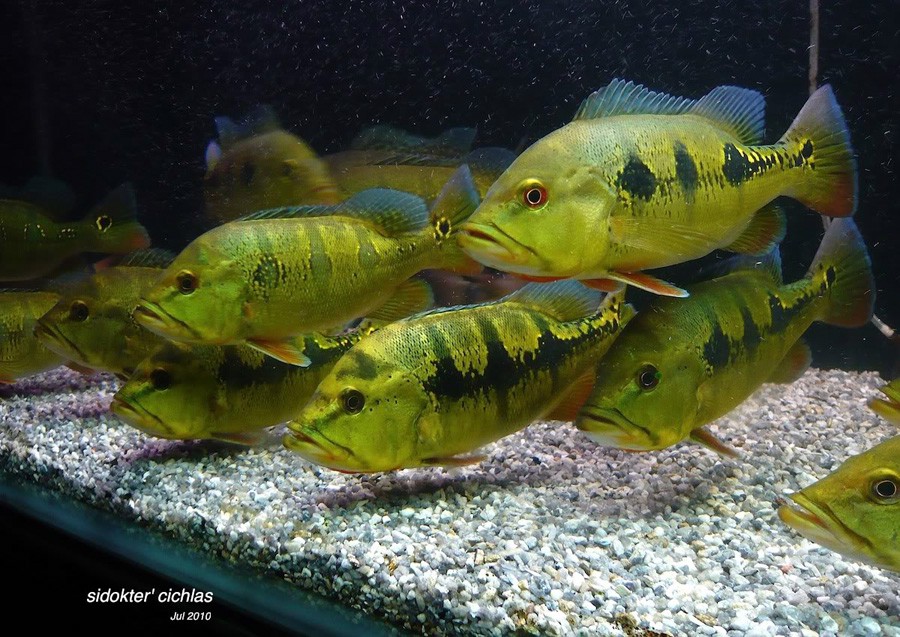 Cichla Intermedia