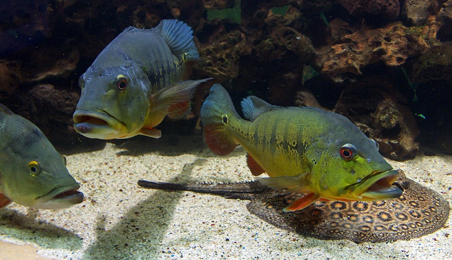 Cichla Intermedia 2
