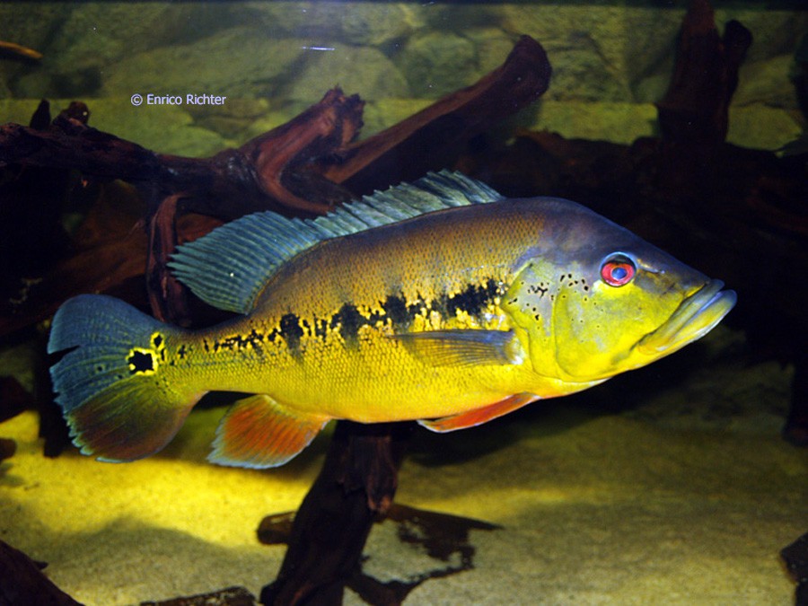 Cichla Intermedia 3