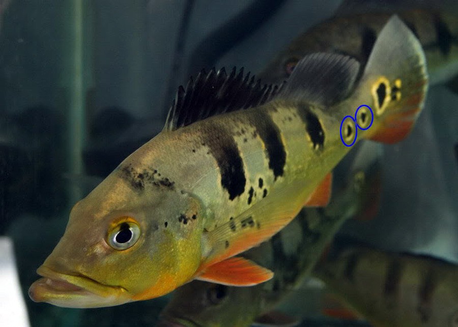 Cichla Intermedia 4