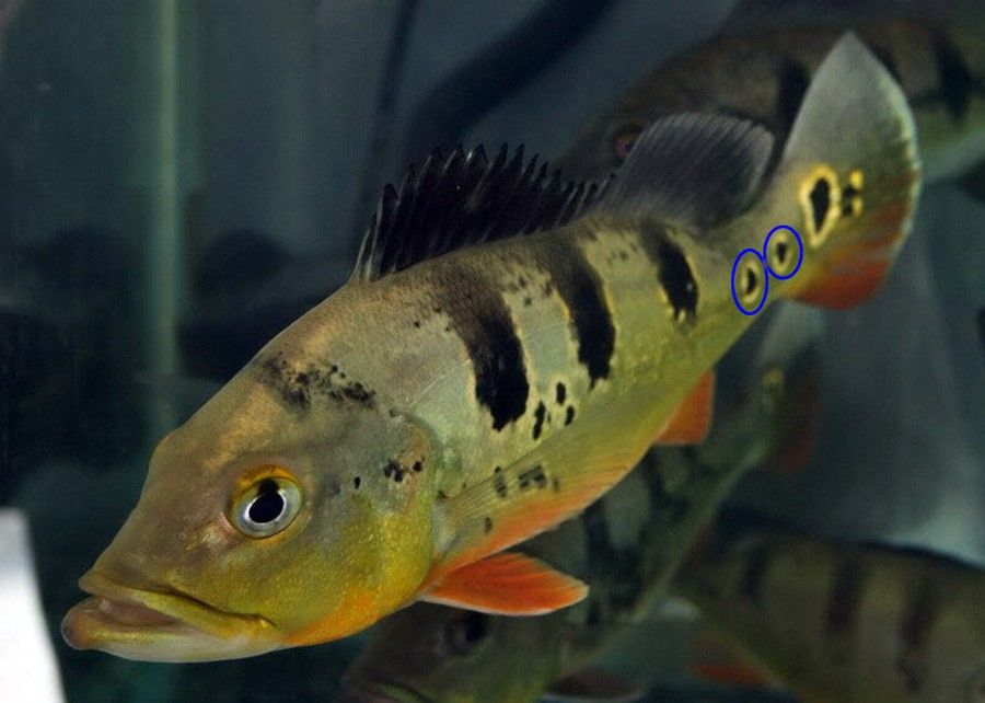 Cichla Intermedia 4
