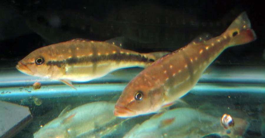 Cichla Intermedia 5