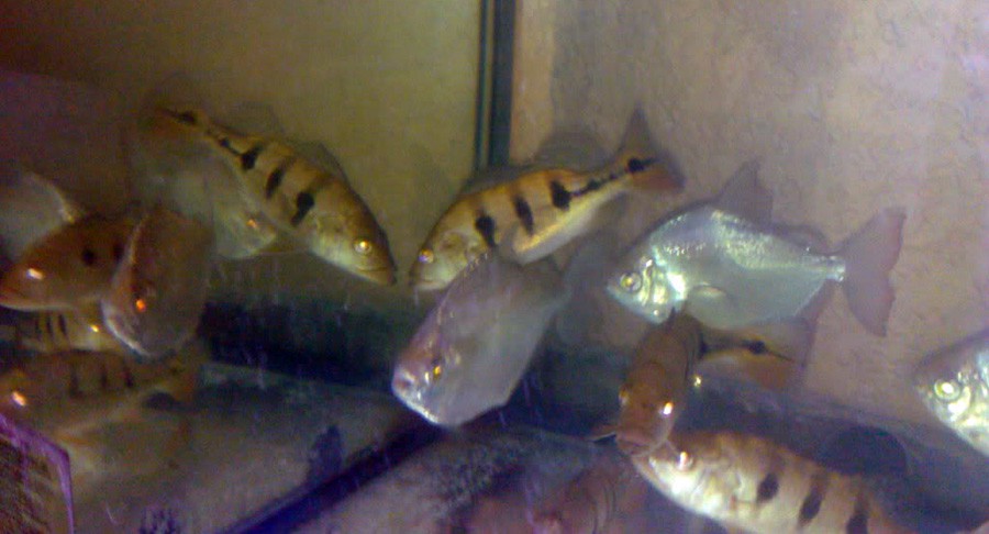 Cichla Intermedia 6