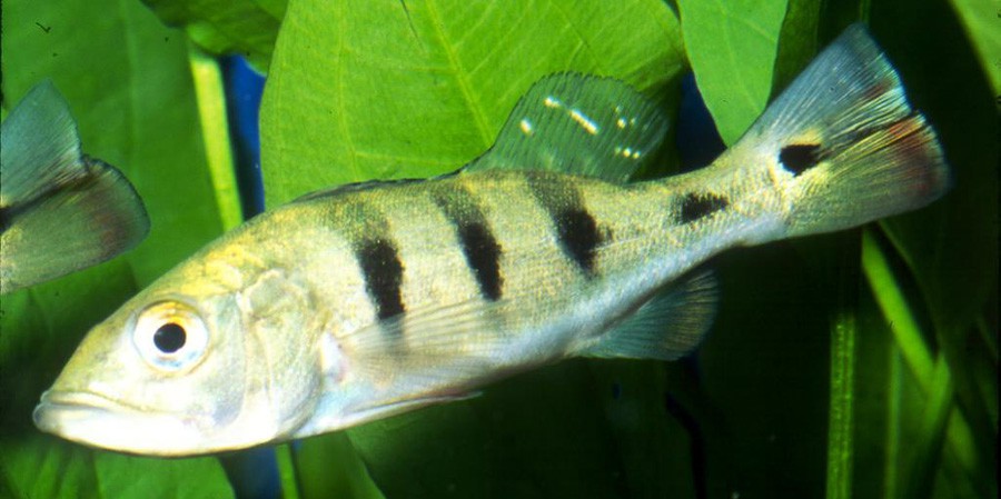 Cichla Ocellaris 2