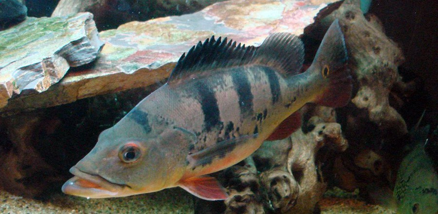 Cichla Ocellaris 3
