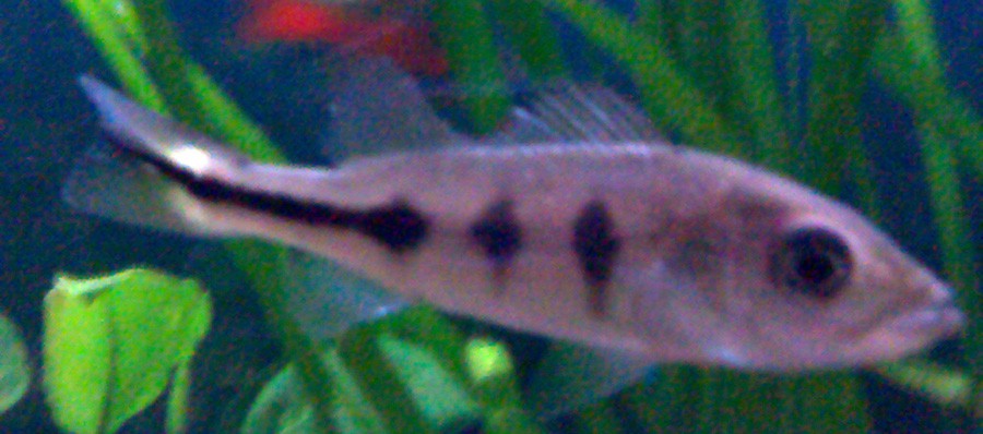 Cichla Ocellaris 4