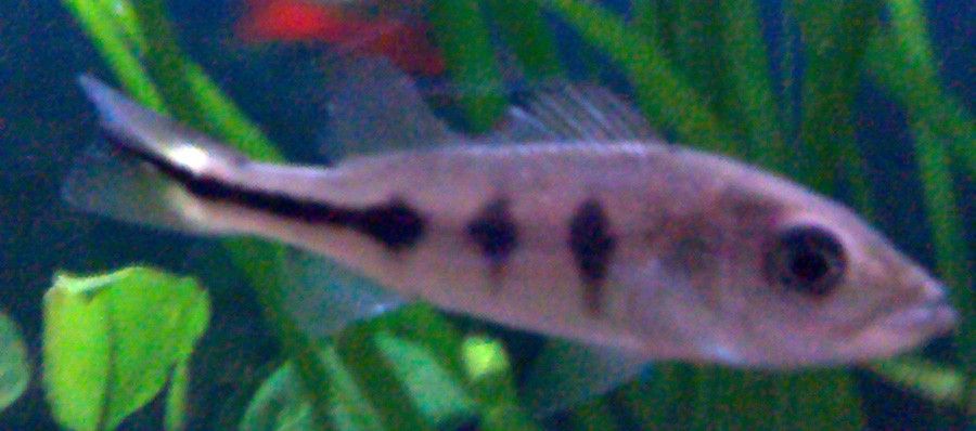Cichla Ocellaris 4