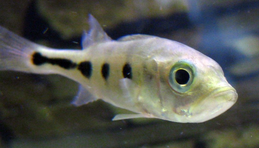 Cichla Ocellaris 5