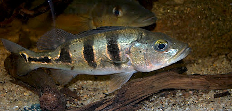 Cichla Ocellaris 6