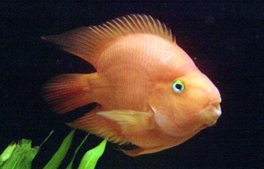 Cichlasoma sp "Red Parrot" 2