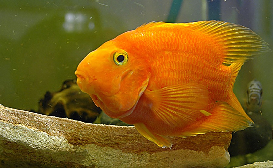 Cichlasoma sp "Red Parrot" 3