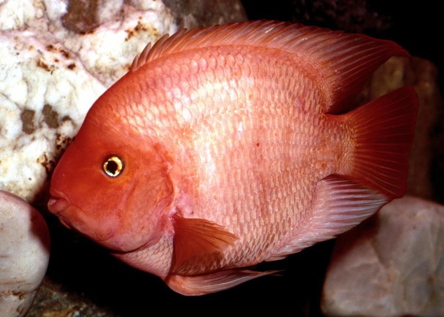 Cichlasoma sp "Red Parrot" 4