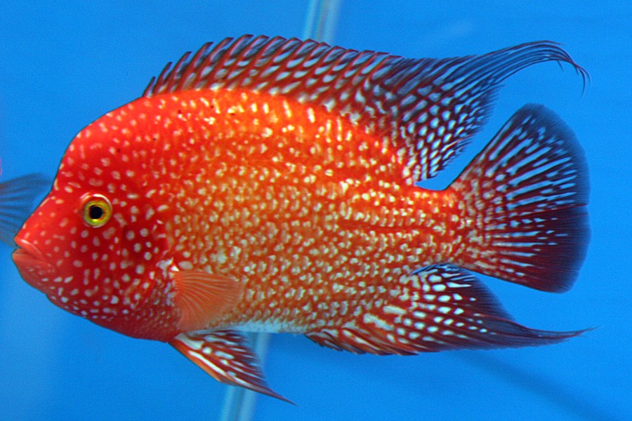 Cichlasoma sp "Red Parrot" 5