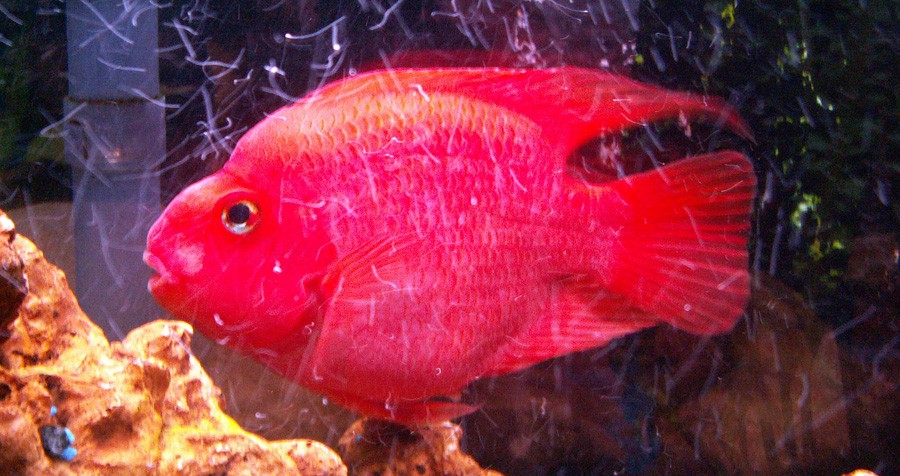 Cichlasoma sp "Red Parrot" 6