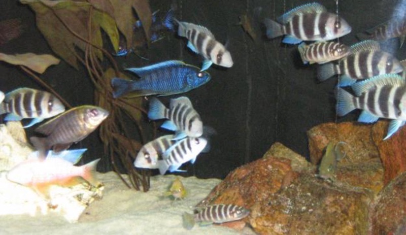 Cieza Tropical 1