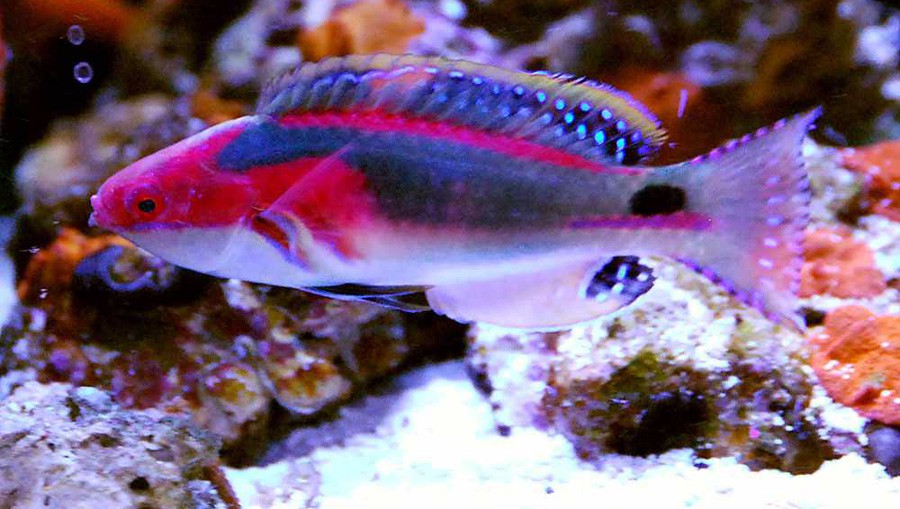 Cirrhilabrus Exquisitus 2