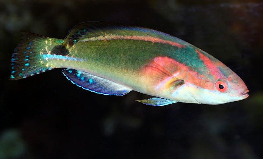 Cirrhilabrus Exquisitus 4