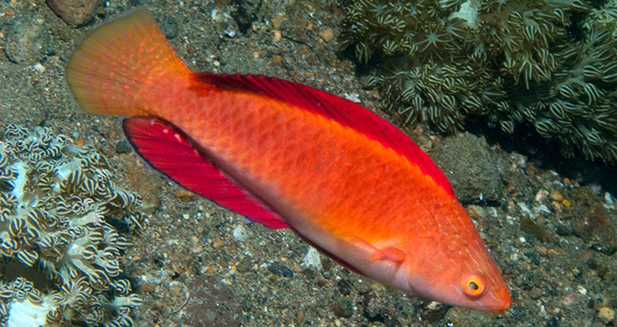 Cirrhilabrus Rubripinnis 2