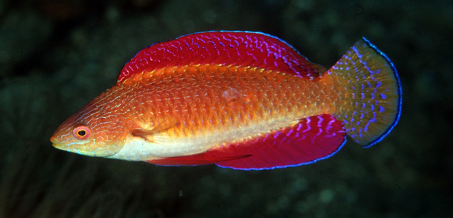Cirrhilabrus Rubripinnis 3