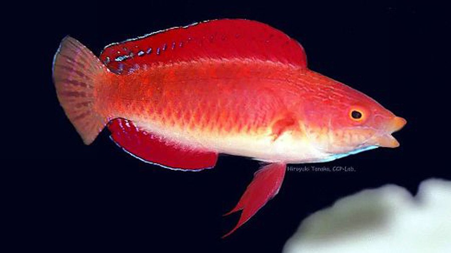 Cirrhilabrus Rubripinnis 4