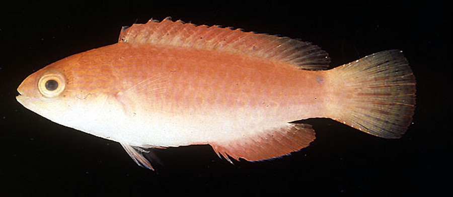 Cirrhilabrus Rubripinnis 5
