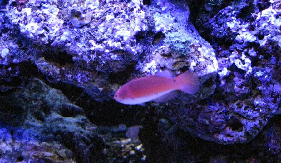 Cirrhilabrus Rubripinnis 6