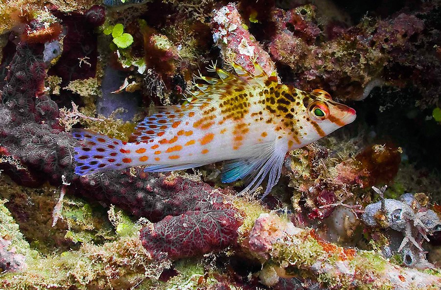 Cirrhitichthys Falco 2