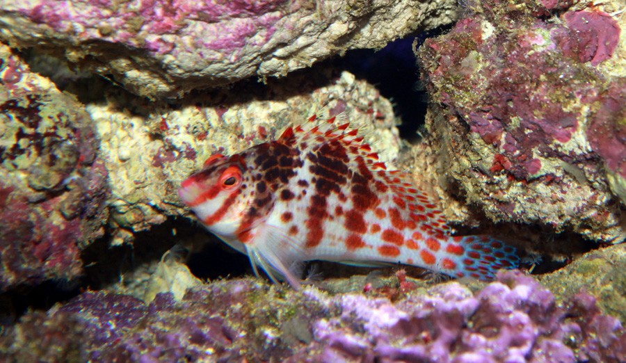 Cirrhitichthys Falco 3