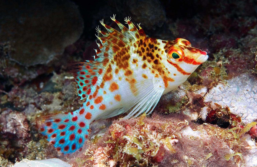 Cirrhitichthys Falco 4