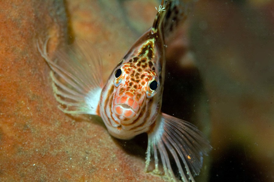 Cirrhitichthys Falco 5