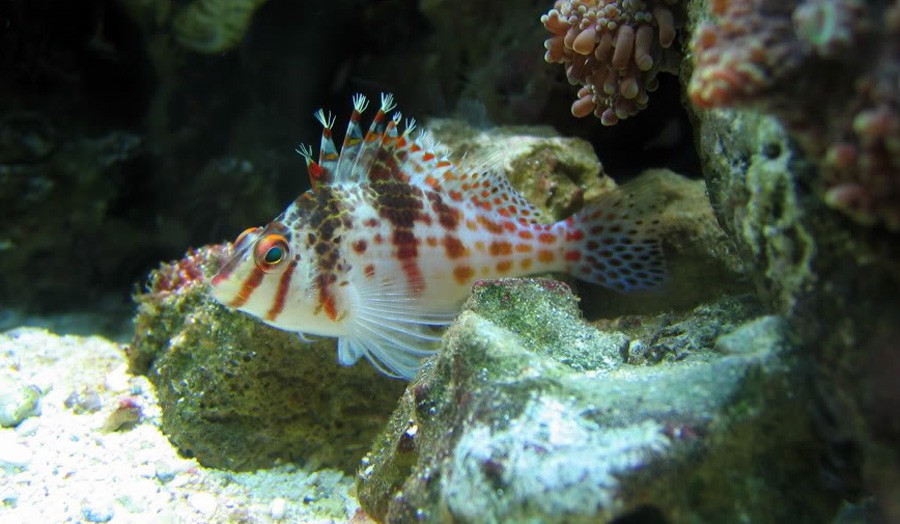 Cirrhitichthys Falco 6