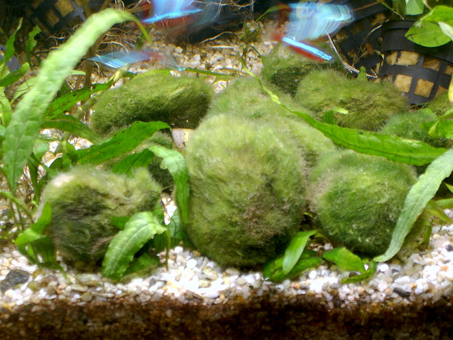Cladophora Aegagrophila 2