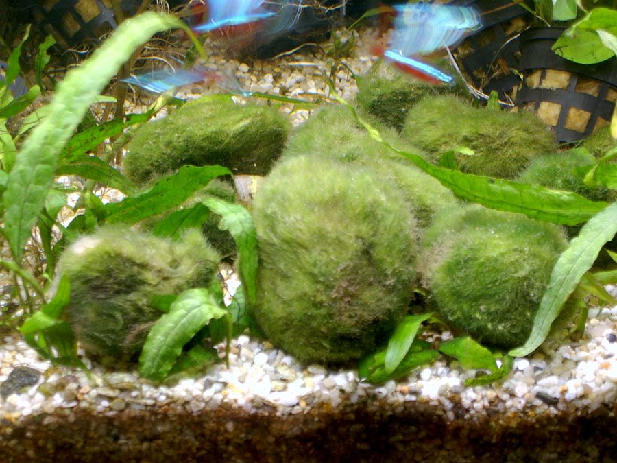 Cladophora Aegagrophila 2