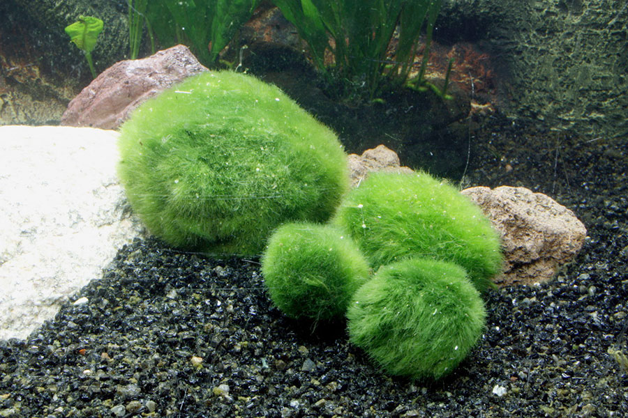 Cladophora Aegagrophila 5
