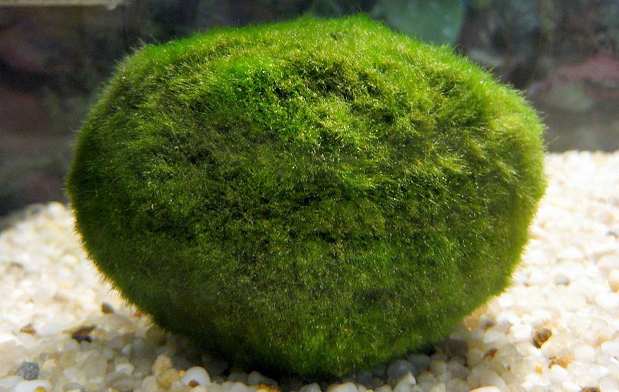 Cladophora Aegagrophila 6