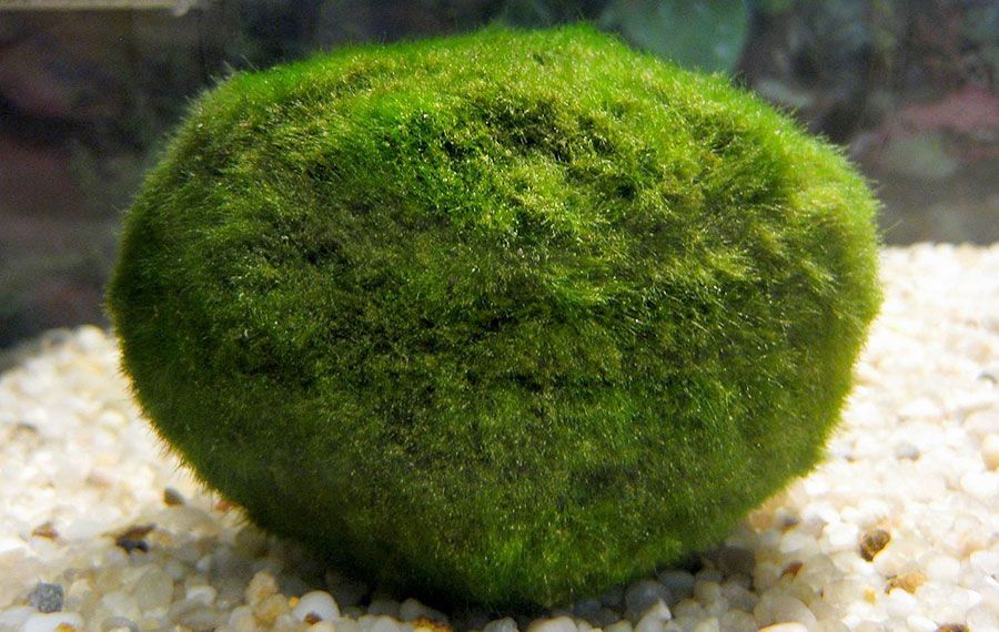 Cladophora Aegagrophila 6