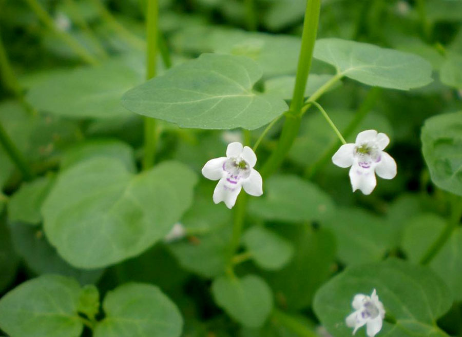 Clinopodium cf. Brownei 2