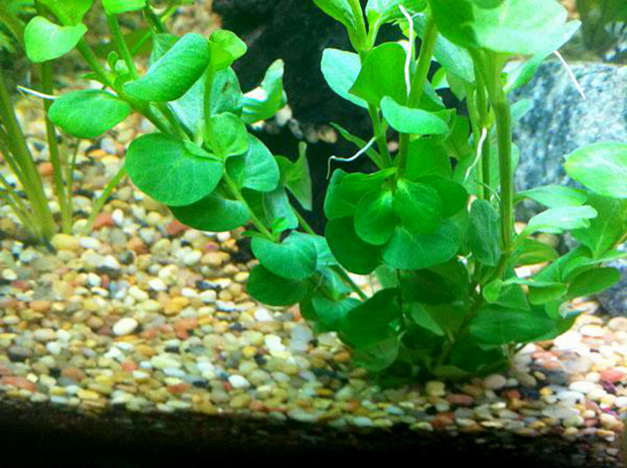 Clinopodium cf. Brownei 3