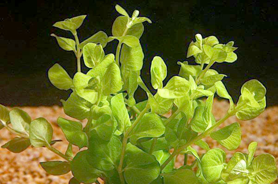 Clinopodium cf. Brownei 4