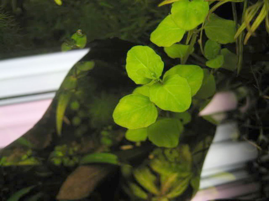 Clinopodium cf. Brownei 6
