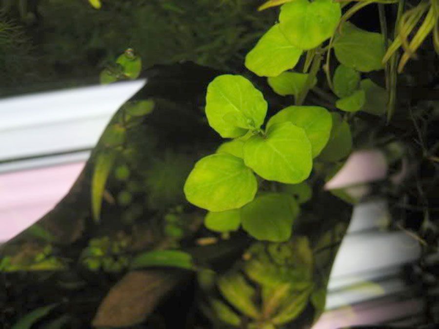 Clinopodium cf. Brownei 6
