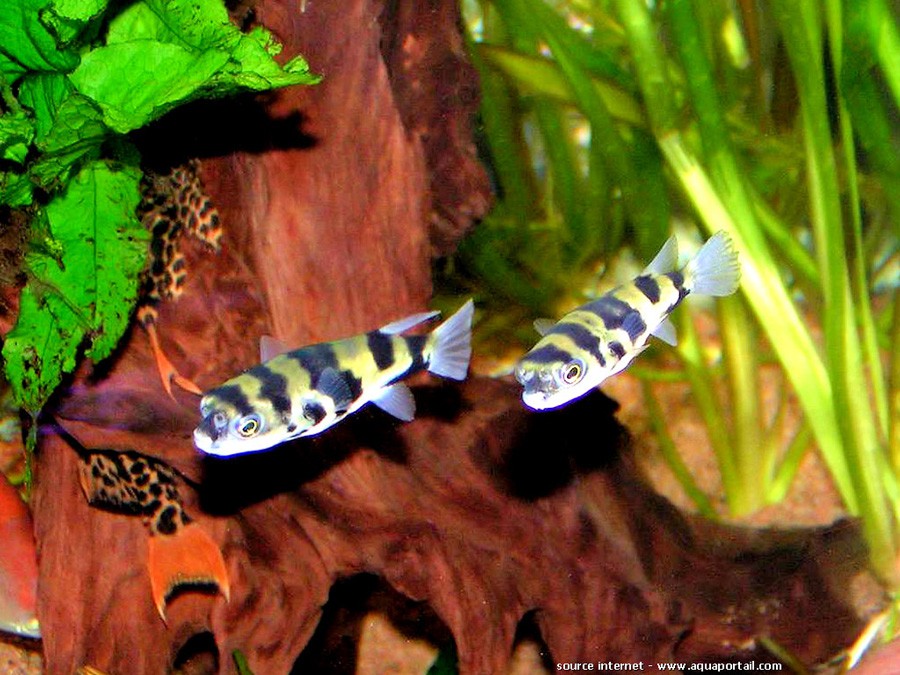 Colomesus Asellus 2