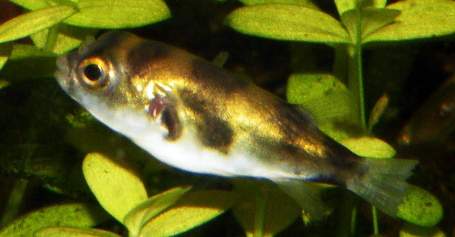 Colomesus Asellus 3